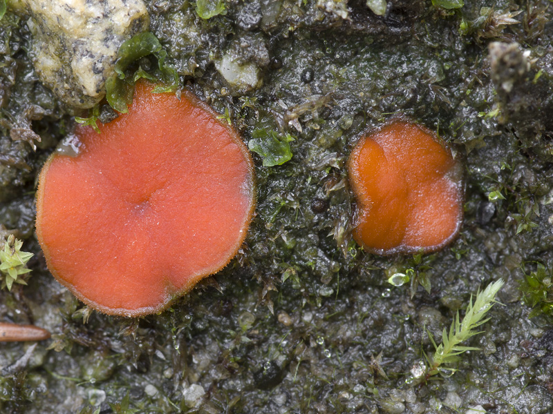 Scutellinia nigrohirtula